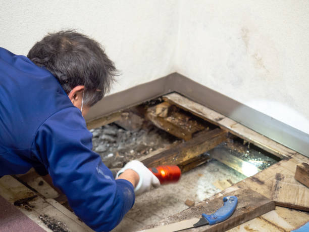 Best Water Damage Restoration  in Alma, GA
