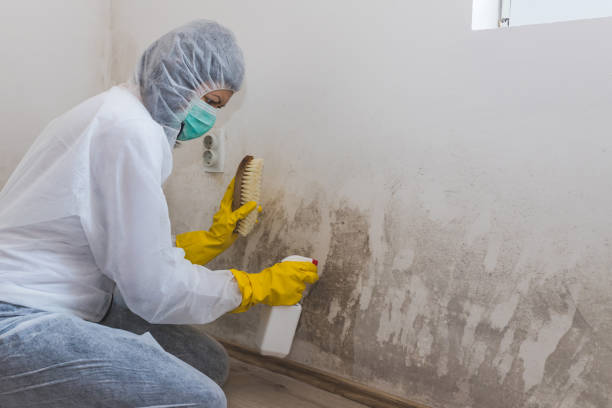 Best Residential Mold Removal  in Alma, GA