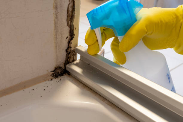 Best Mold Cleaning Services  in Alma, GA