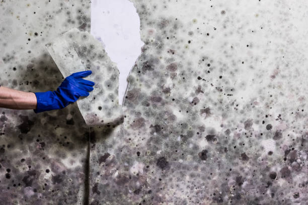 Best Crawl Space Mold Removal  in Alma, GA