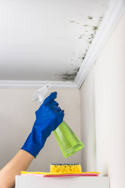 Best Best Mold Removal Companies  in Alma, GA